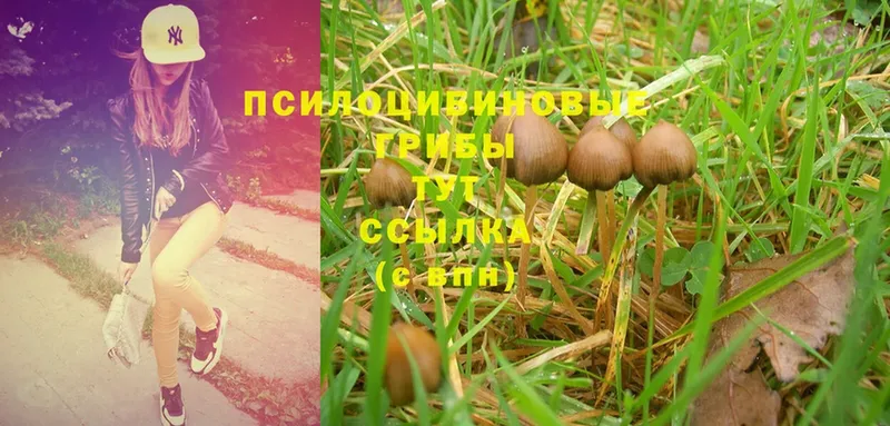 Псилоцибиновые грибы Cubensis  Енисейск 